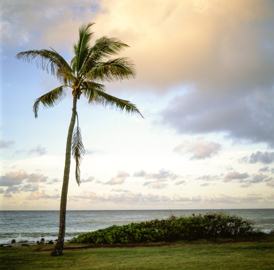 Palm in Kaui, Hawaii.