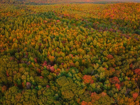 An aerial view of fall foliage in Western Massachusetts