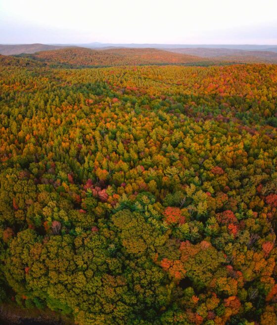 An aerial view of fall foliage in Western Massachusetts